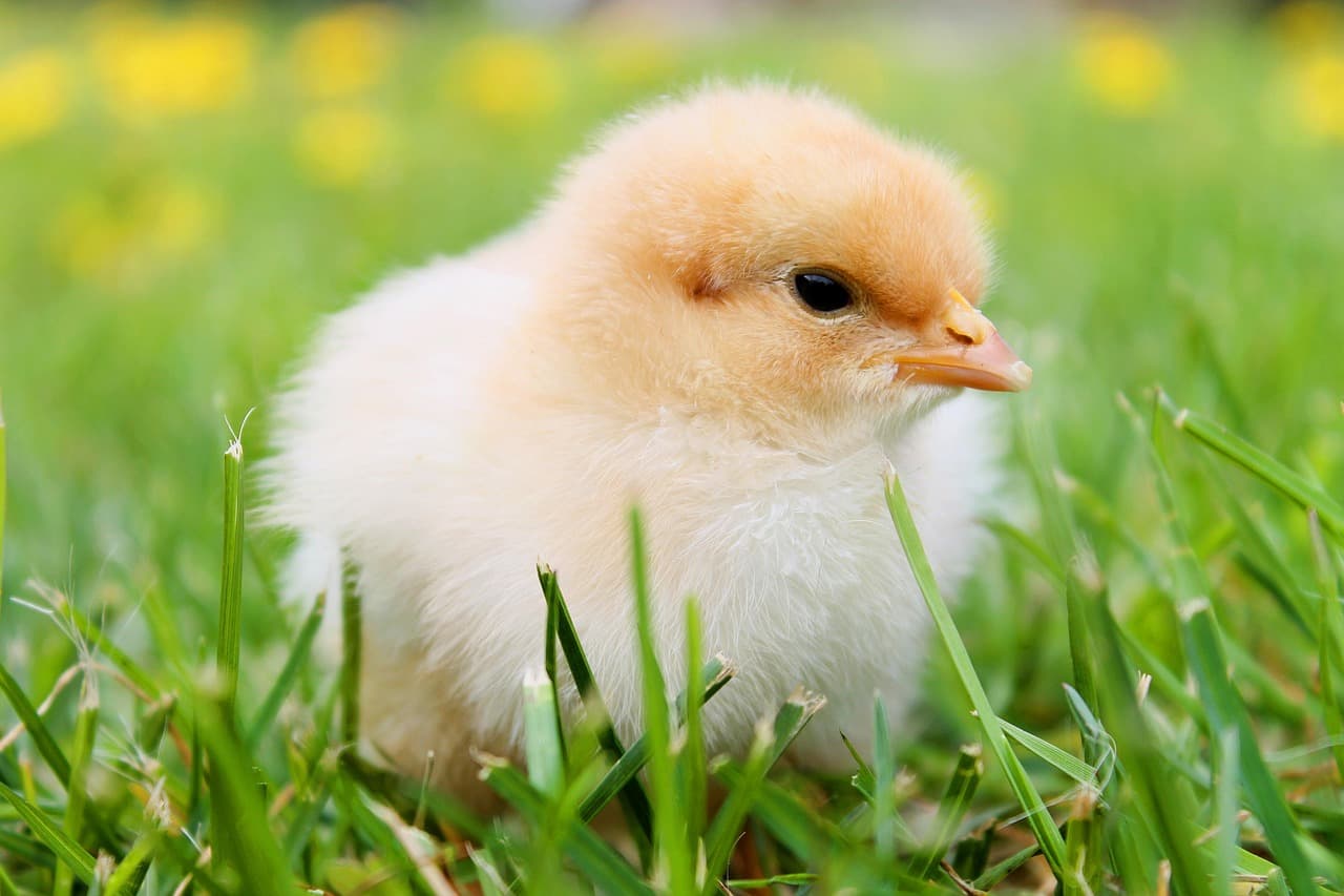 The European towns that give away free chickens